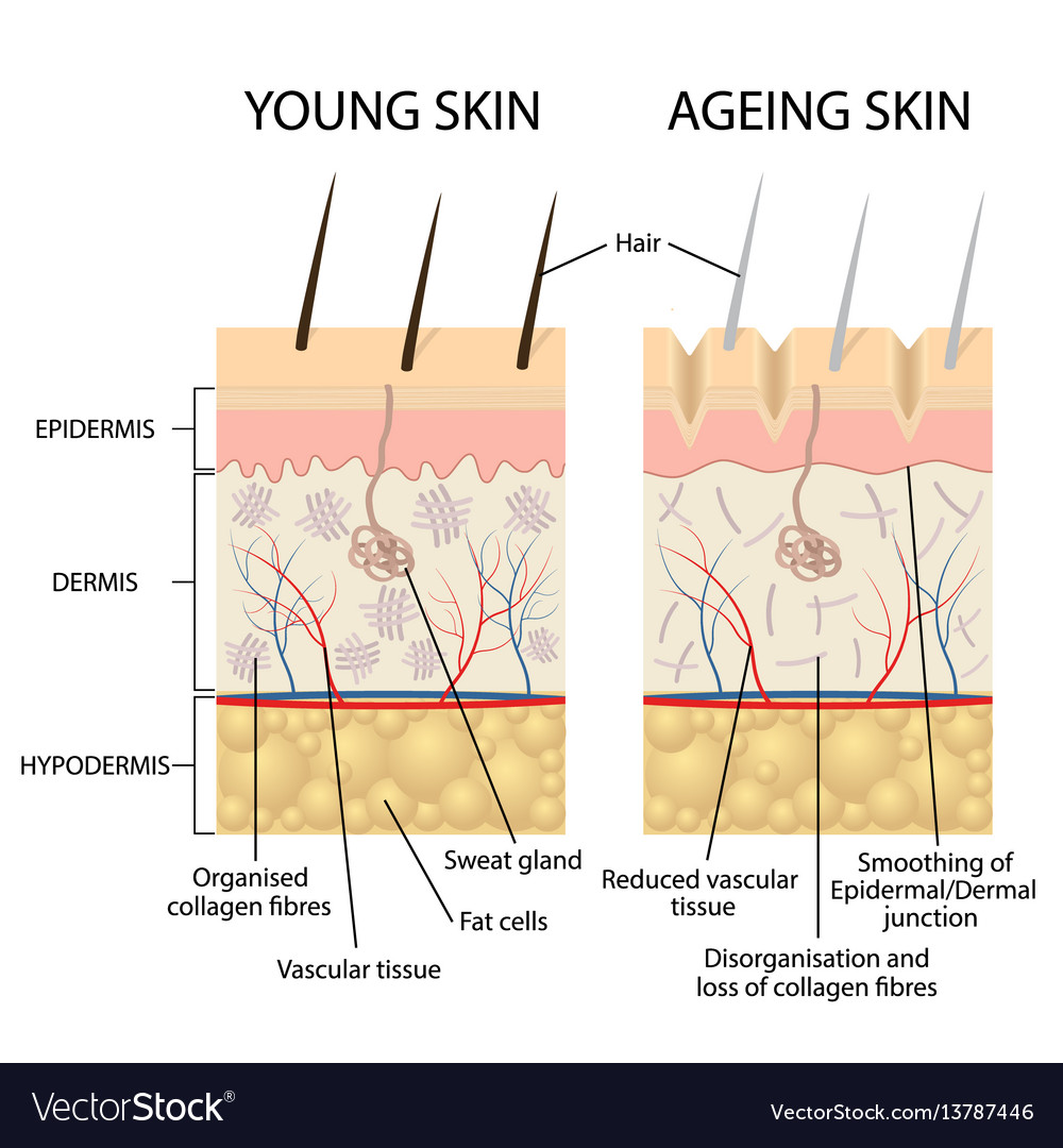 Young and older skin