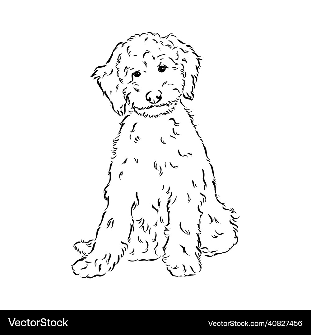 Labradoodle mix dog - isolated on white background