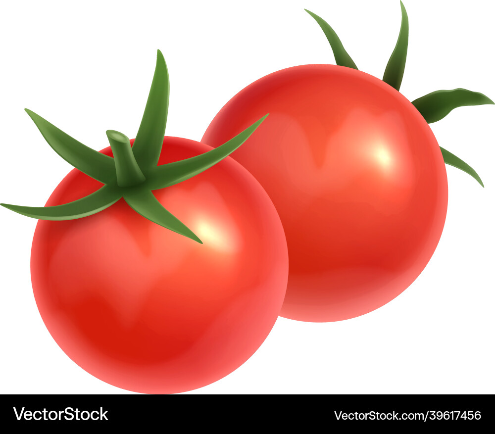Red tomatoes Royalty Free Vector Image - VectorStock