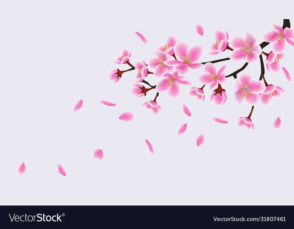 Blooming japanese sakura petals pink flowers