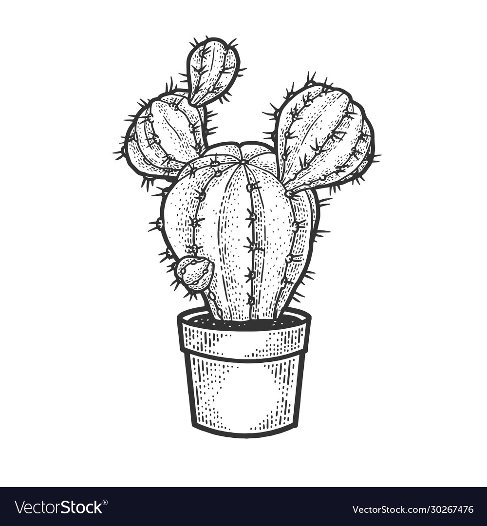 Potted Cactus PNG Images, Drawing Plant, Hand Painted Flowers