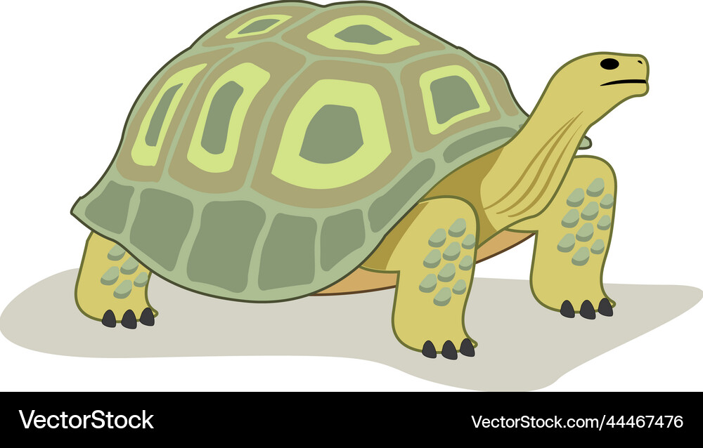 Reptile the turtle from the animal Royalty Free Vector Image