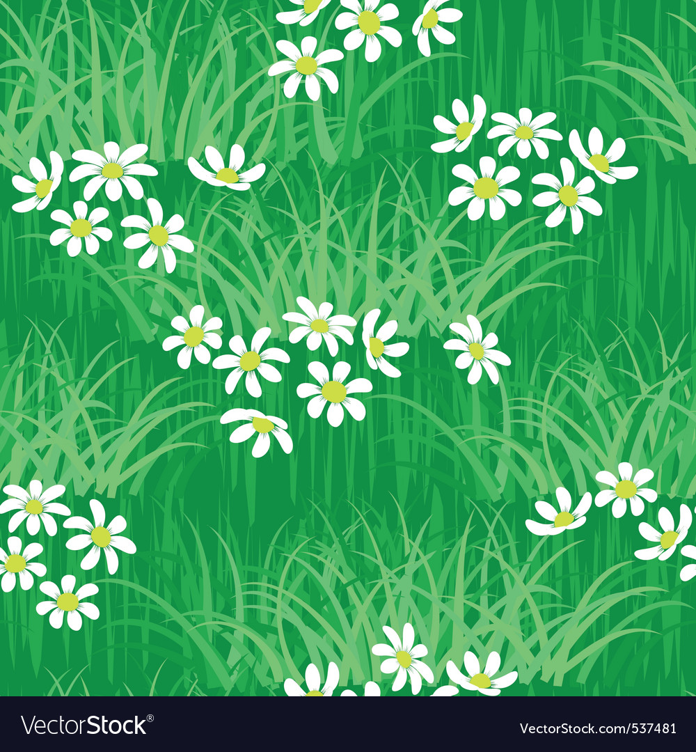 Camomile field seamless background