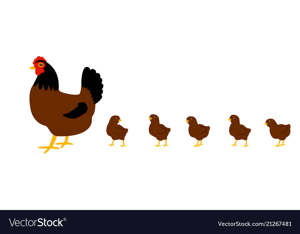 Hen with chickens white background isolated