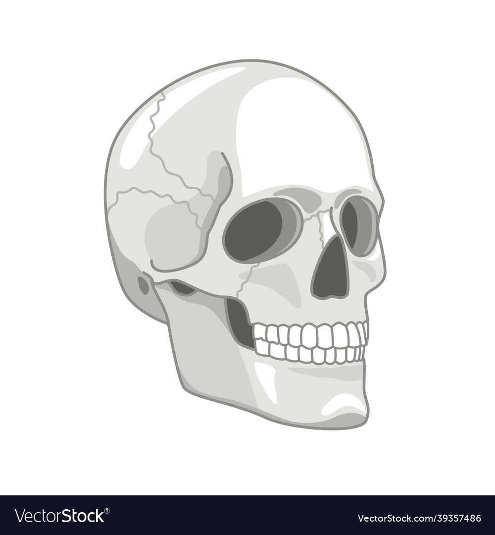 Cartoon skull drawn cute gray skulls face concept