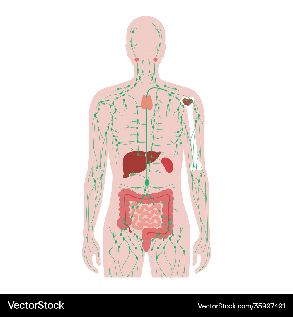 Lymphatic system concept Royalty Free Vector Image