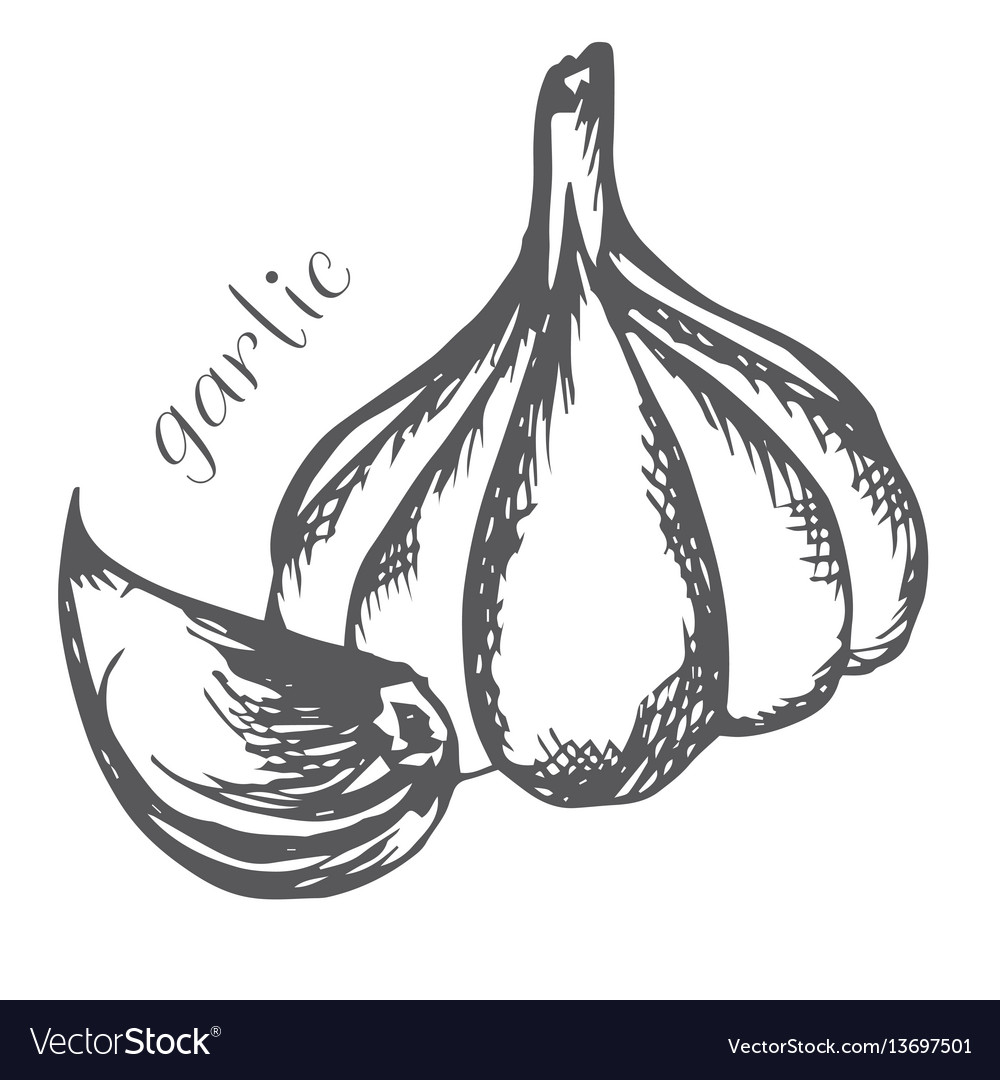 Bulb and garlic cloves painted with hand Vector Image