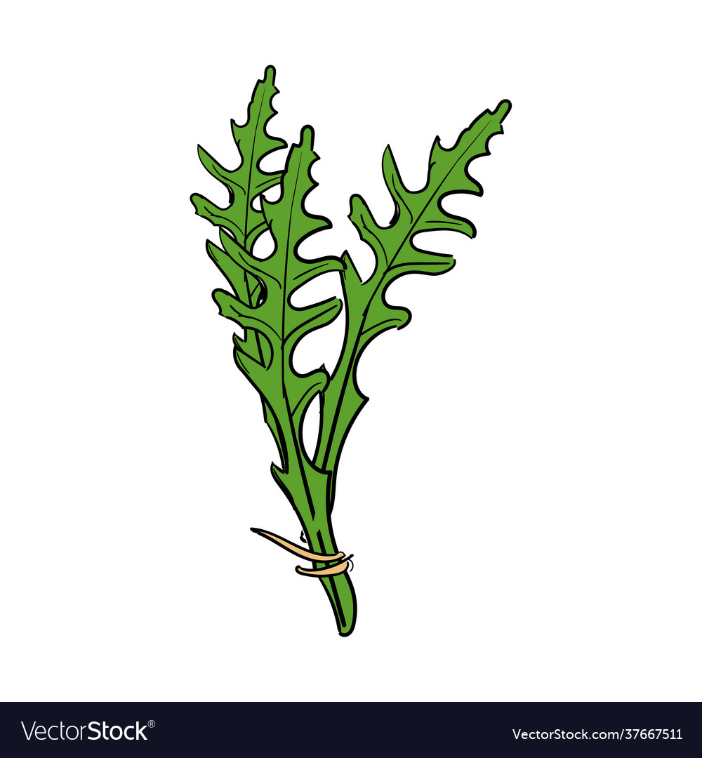 Fresh arugula leaves hand drawn sketch isolated