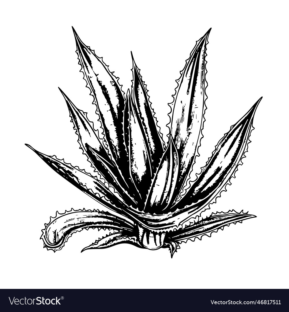 Hand drawn of aloe vera in engraved style Vector Image