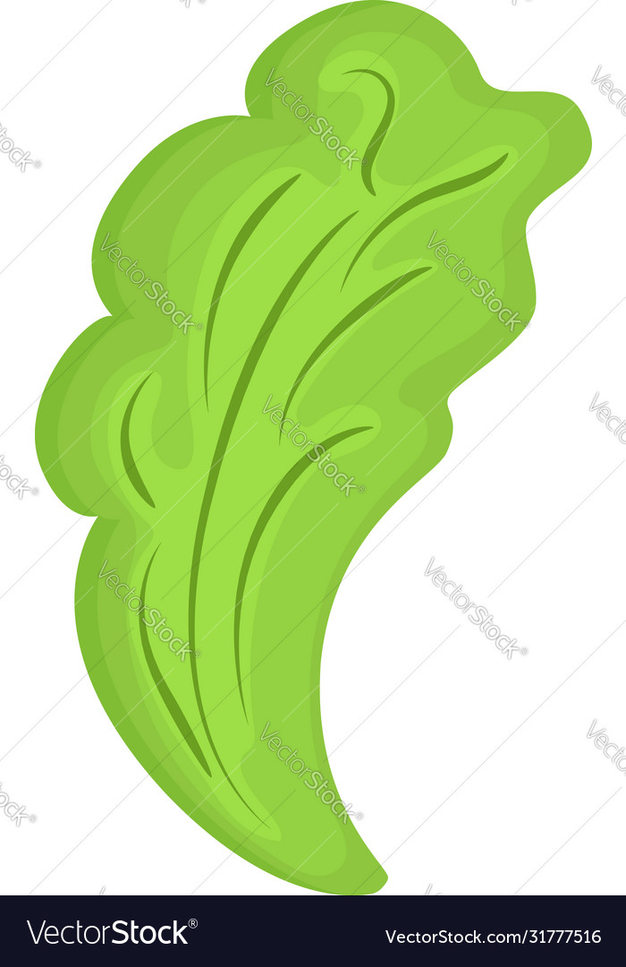 Lettuce isolated on transparent background Vector Image