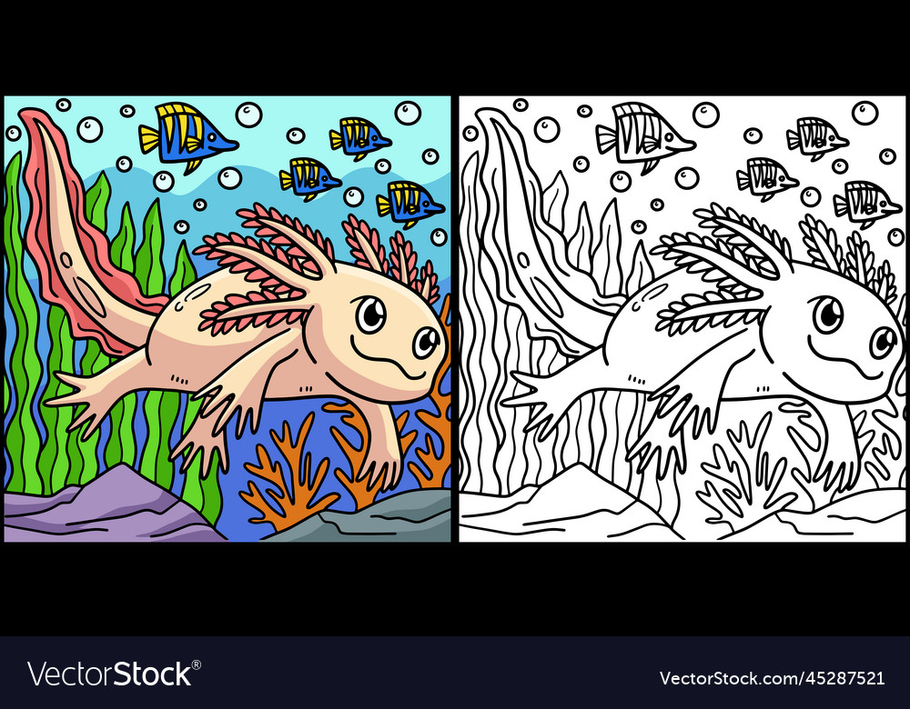 Axolotl coloring page colored Royalty Free Vector Image