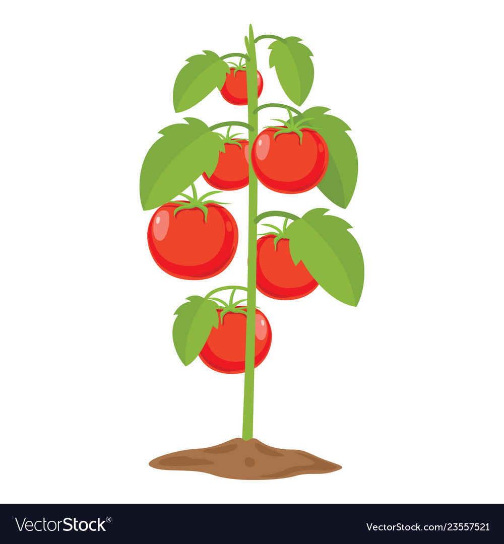 Of Tomatoes Royalty Free Vector Image - Vectorstock