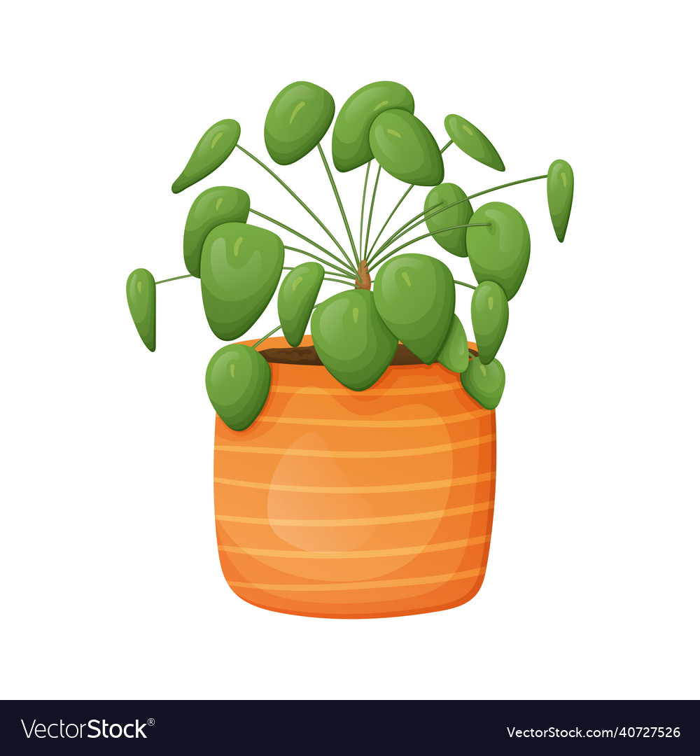 Home plant pilea in a pot