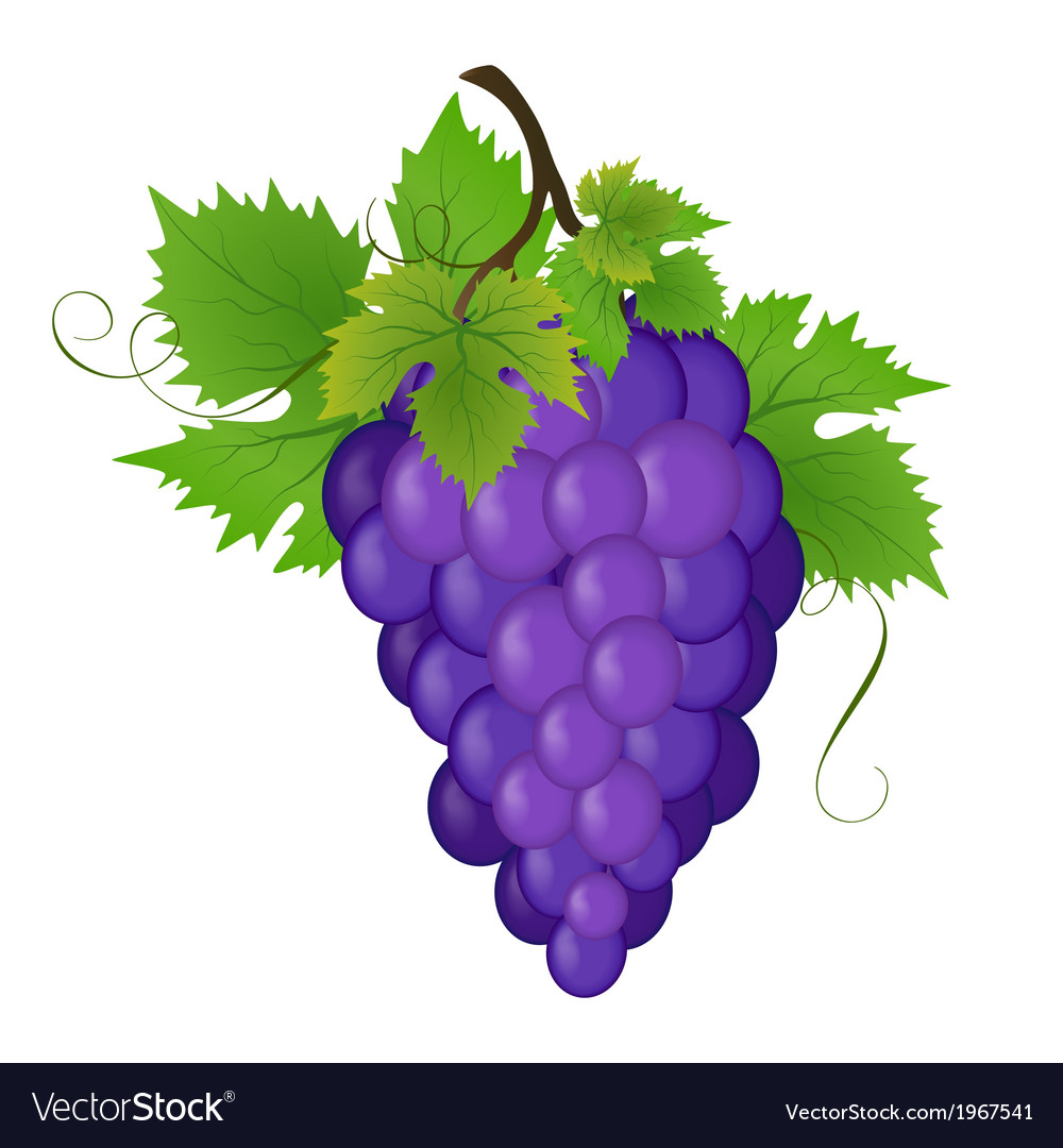 Bunch of a grapes Royalty Free Vector Image - VectorStock