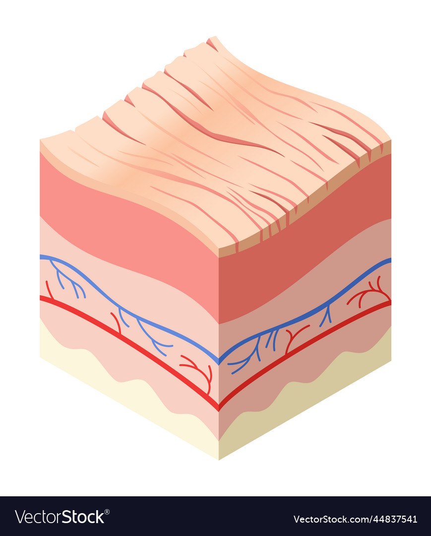 Skincare medical concept problems in cross vector image Skincare medical concept problems in cross