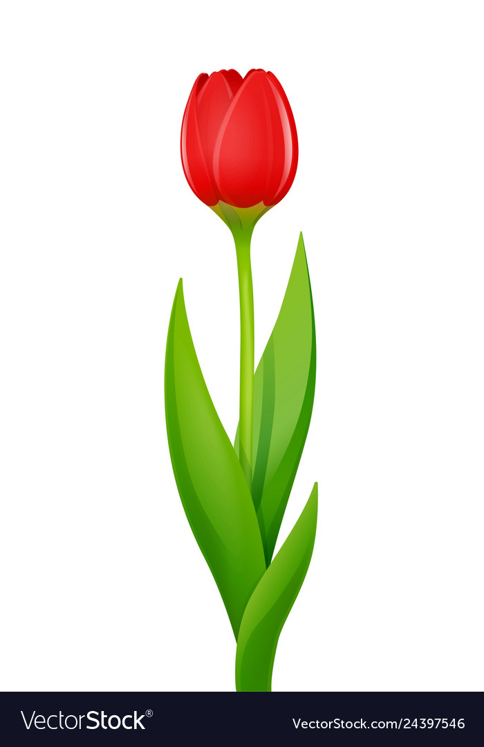 Tulip decorative garden Royalty Free Vector Image