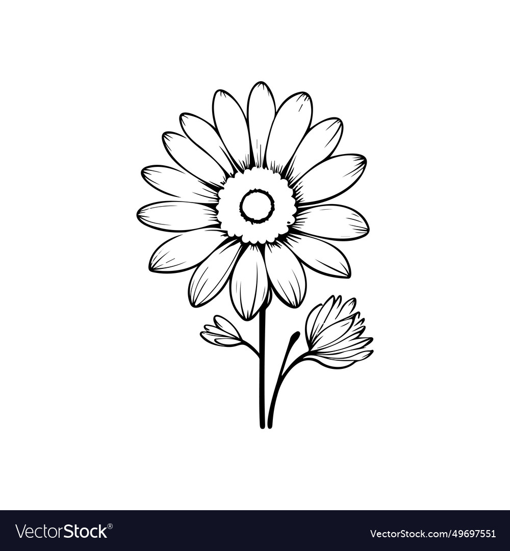 Marguerite icon hand draw black colour flower vector image Marguerite icon hand draw black colour flower