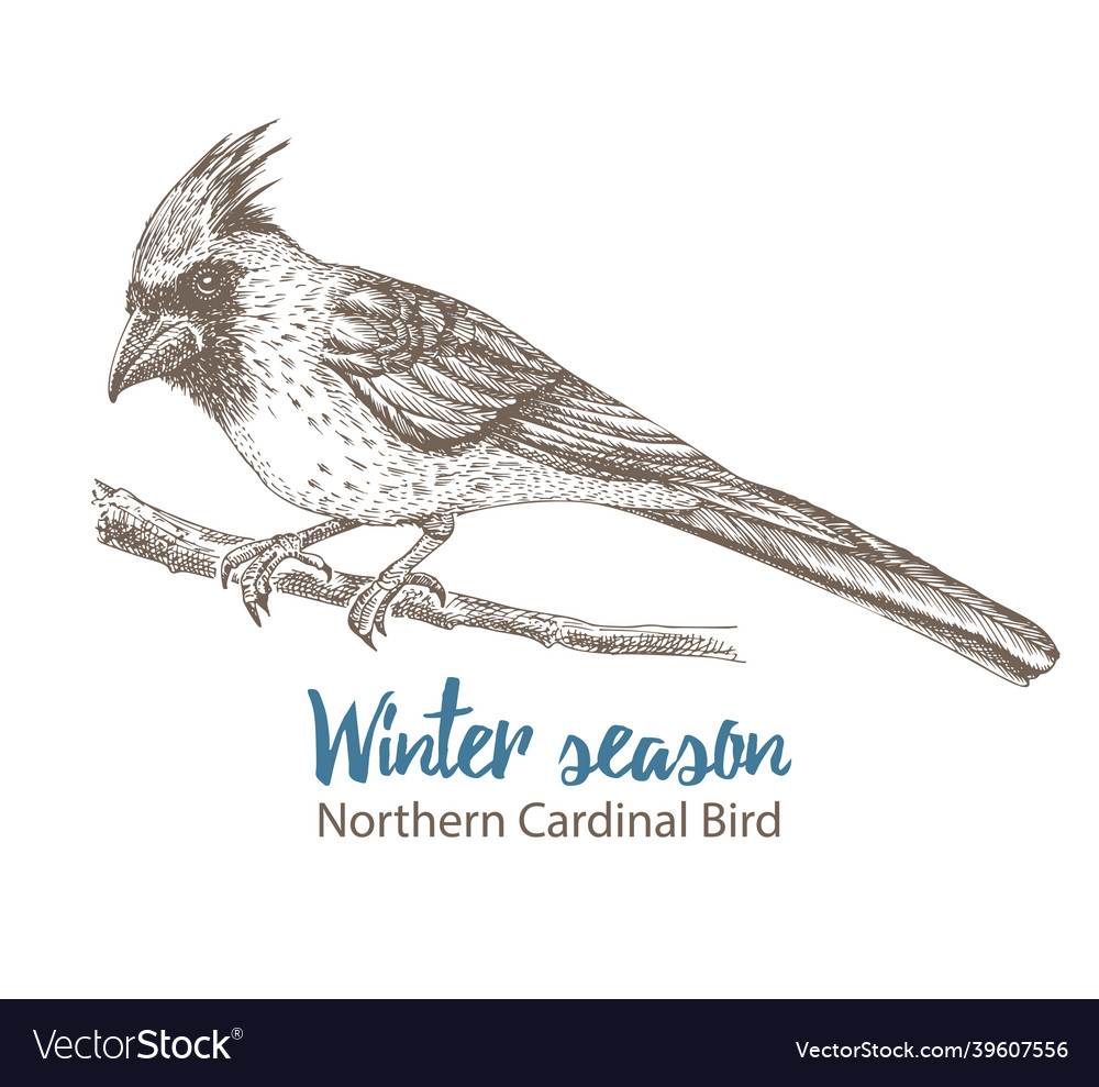 Hand-drawn sketch northern cardinal bird sitting vector image Hand-drawn sketch northern cardinal bird sitting