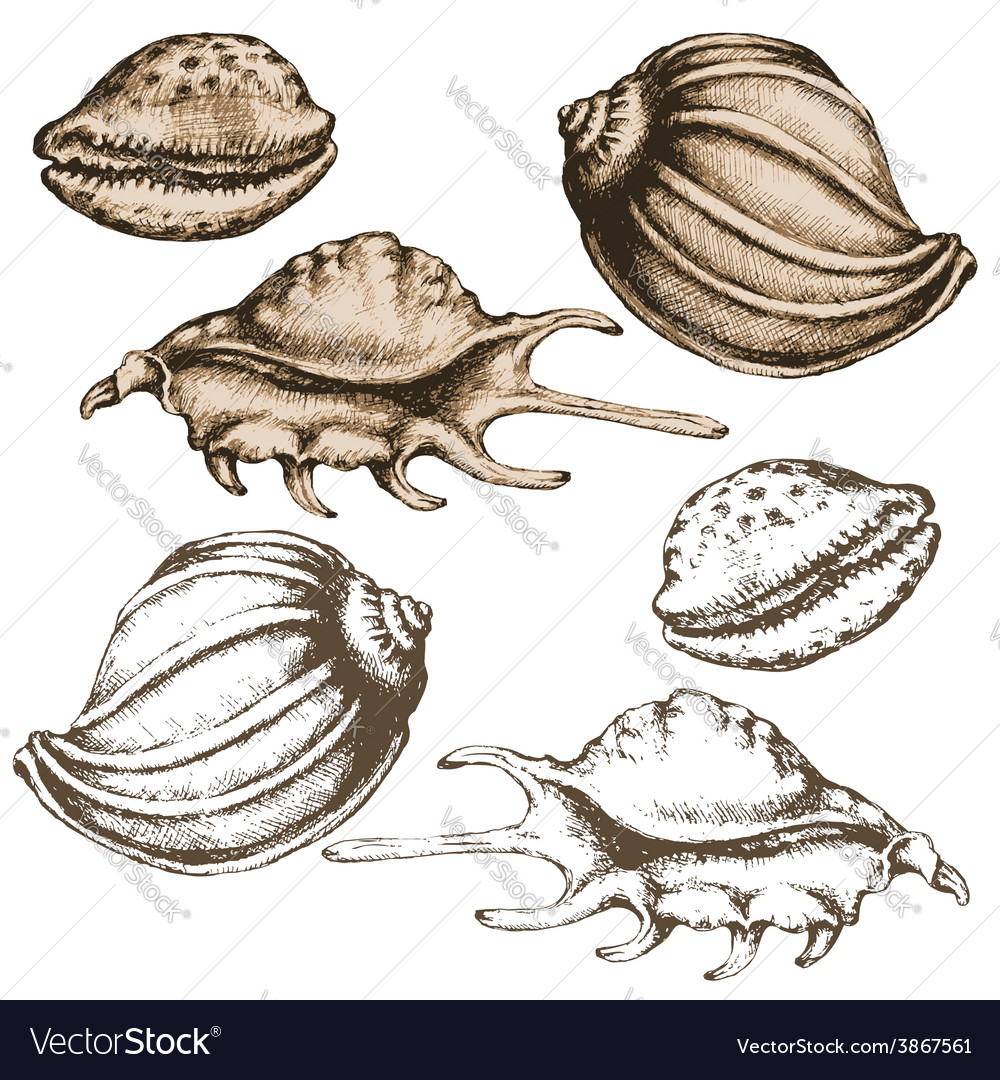 Shell Sketch Royalty Free Vector Image - Vectorstock