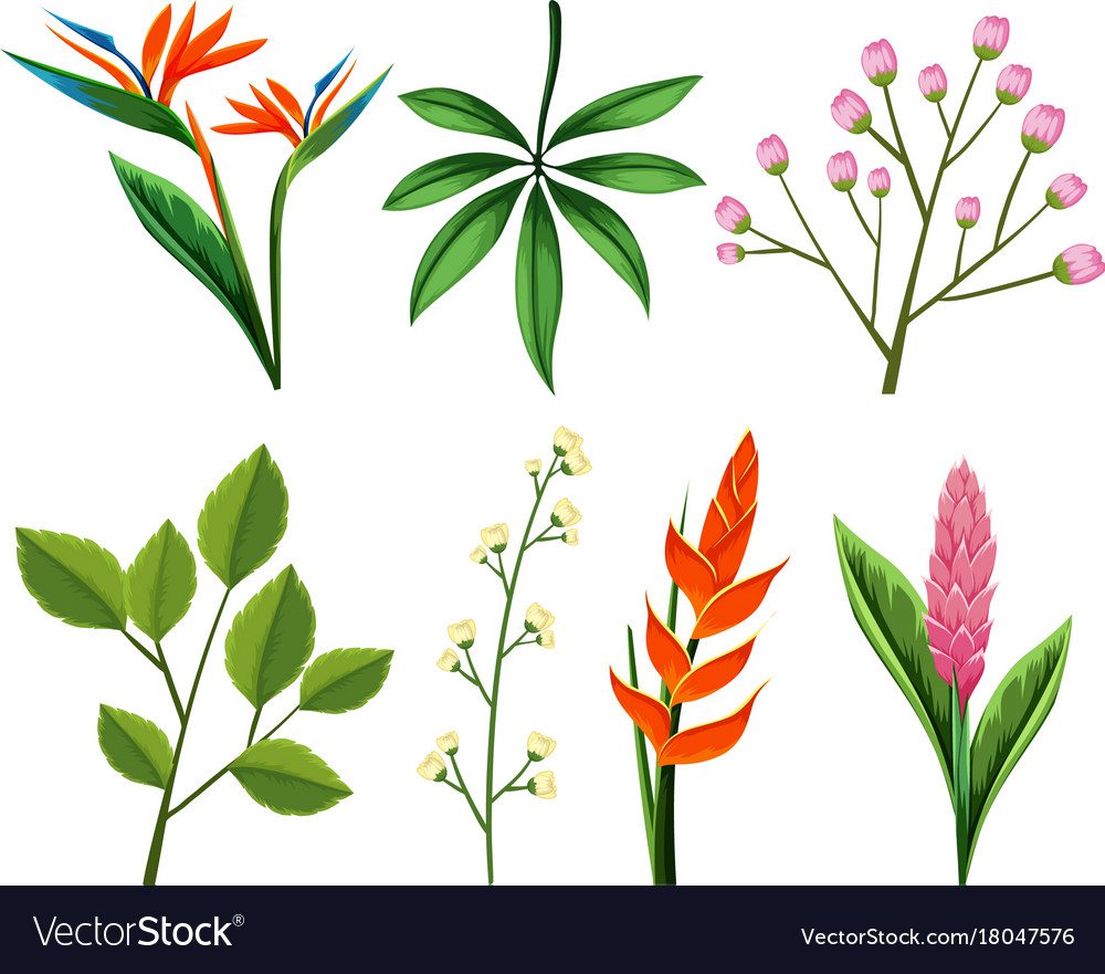 Different types of flowers and leaves Royalty Free Vector