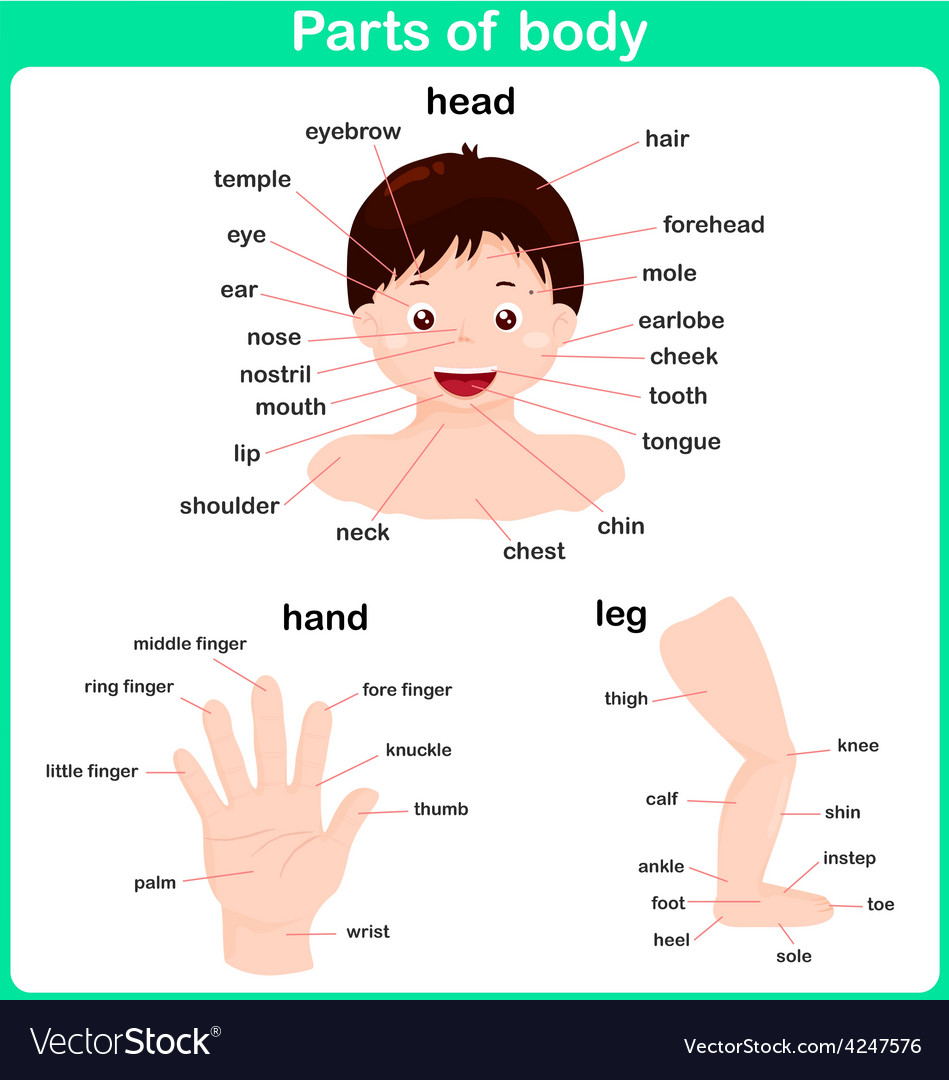Leaning Parts Of Body For Kids Worksheet Vector Image