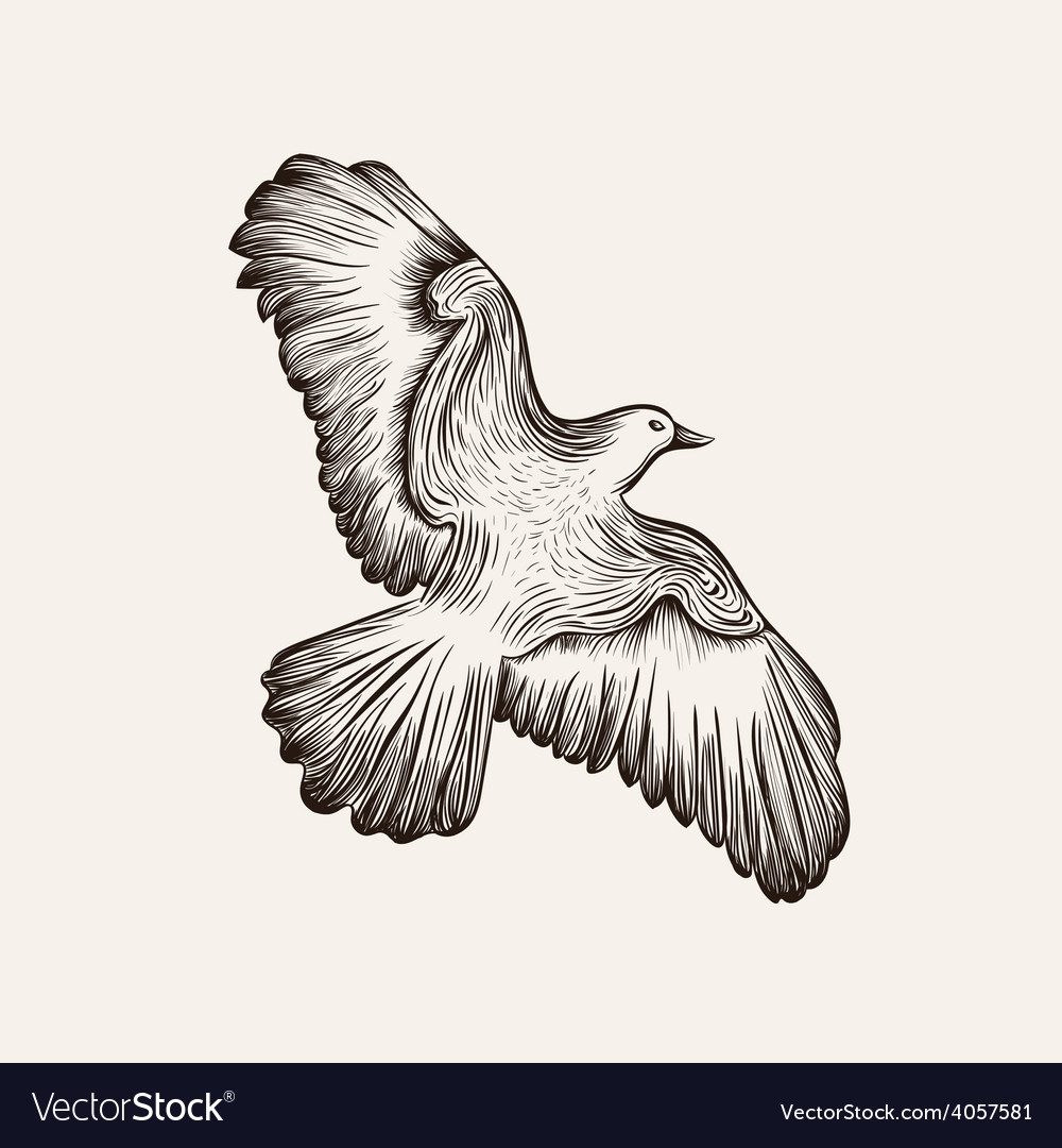 Sketch Bird Hand Drawn Vector Image