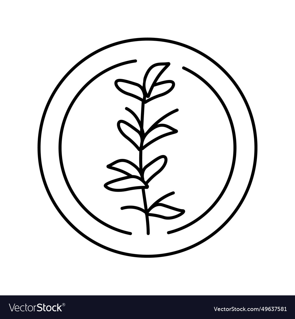 Thyme cosmetic plant line icon Royalty Free Vector Image