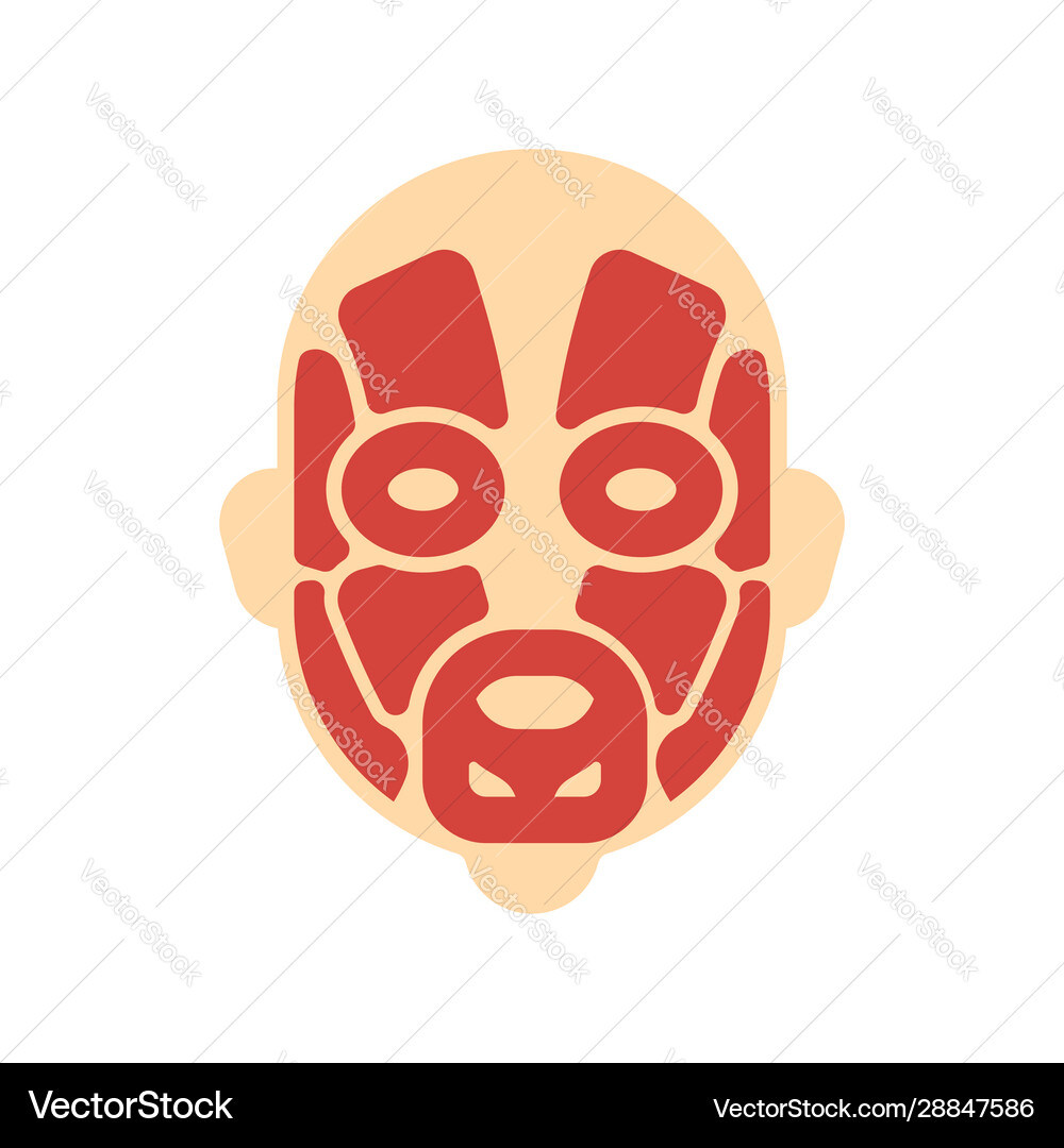 Head muscles system human body face Royalty Free Vector