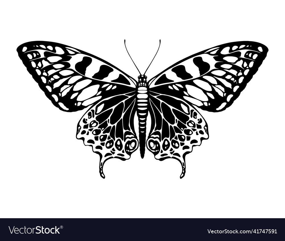 Butterfly silhouette Royalty Free Vector Image