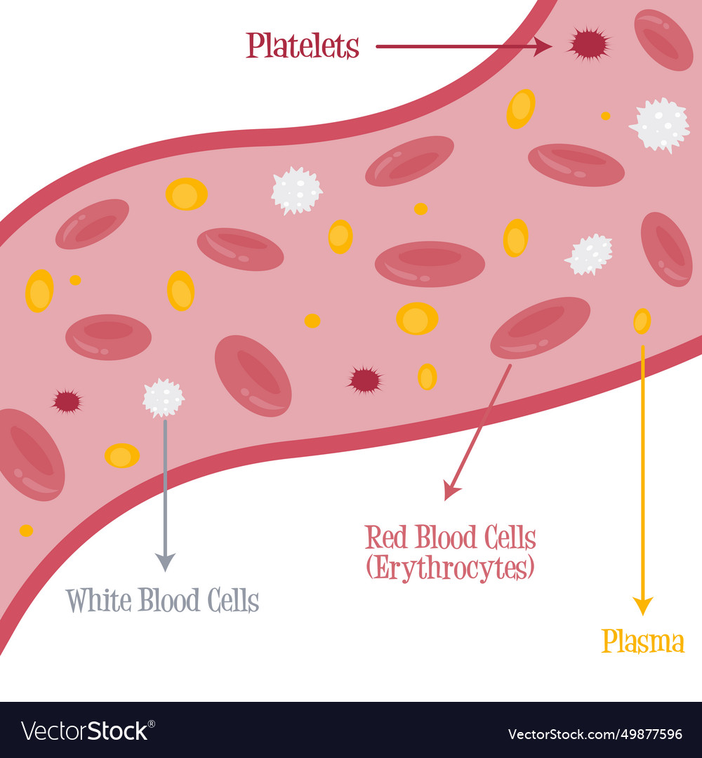 Basic components of blood Royalty Free Vector Image