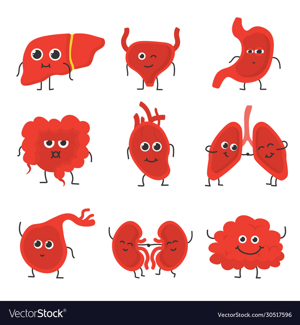 Human internal organs Royalty Free Vector Image