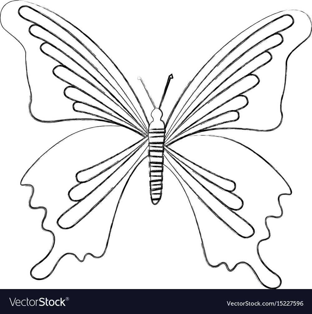 Sketch draw butterfly cartoon Royalty Free Vector Image