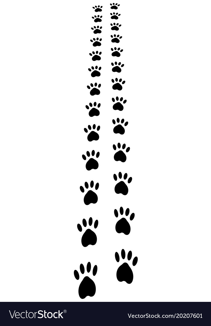 Animal Paw Prints Trail