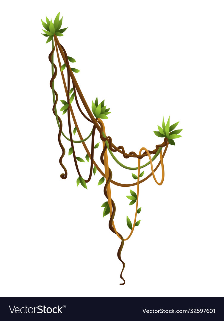 Liana or jungle wild vine winding branches woody vector image Liana or jungle wild vine winding branches woody