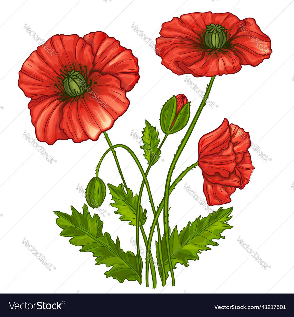 Poppies flowers Royalty Free Vector Image - VectorStock