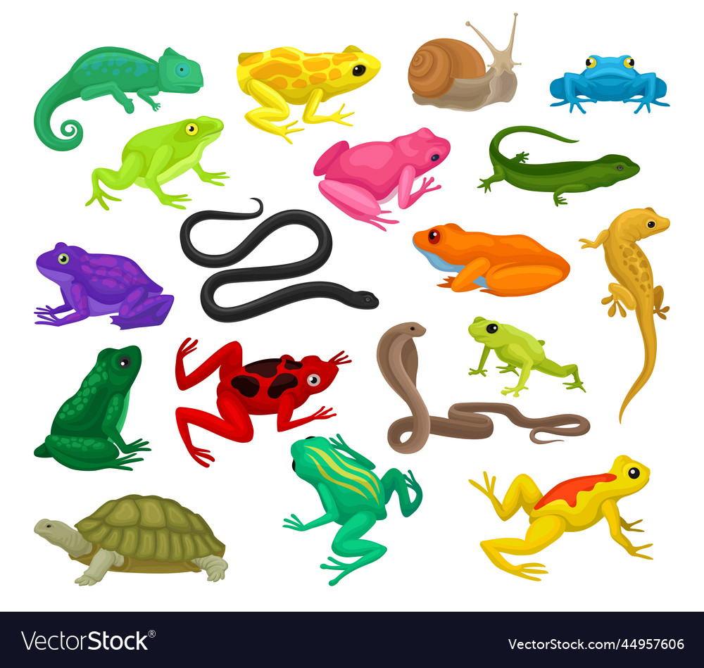 Colorful Amphibians & Reptiles