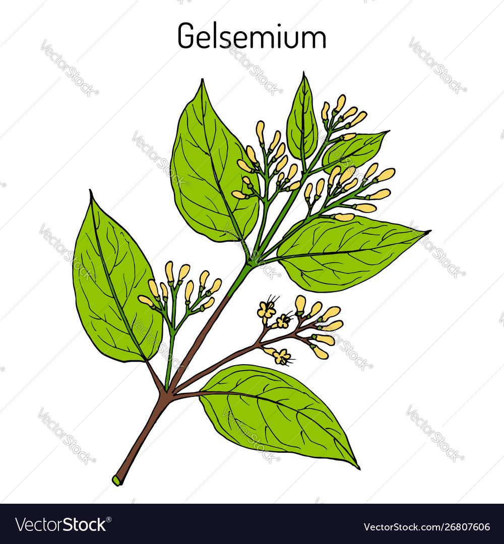 Gelsemium elegant medicinal plant Royalty Free Vector Image