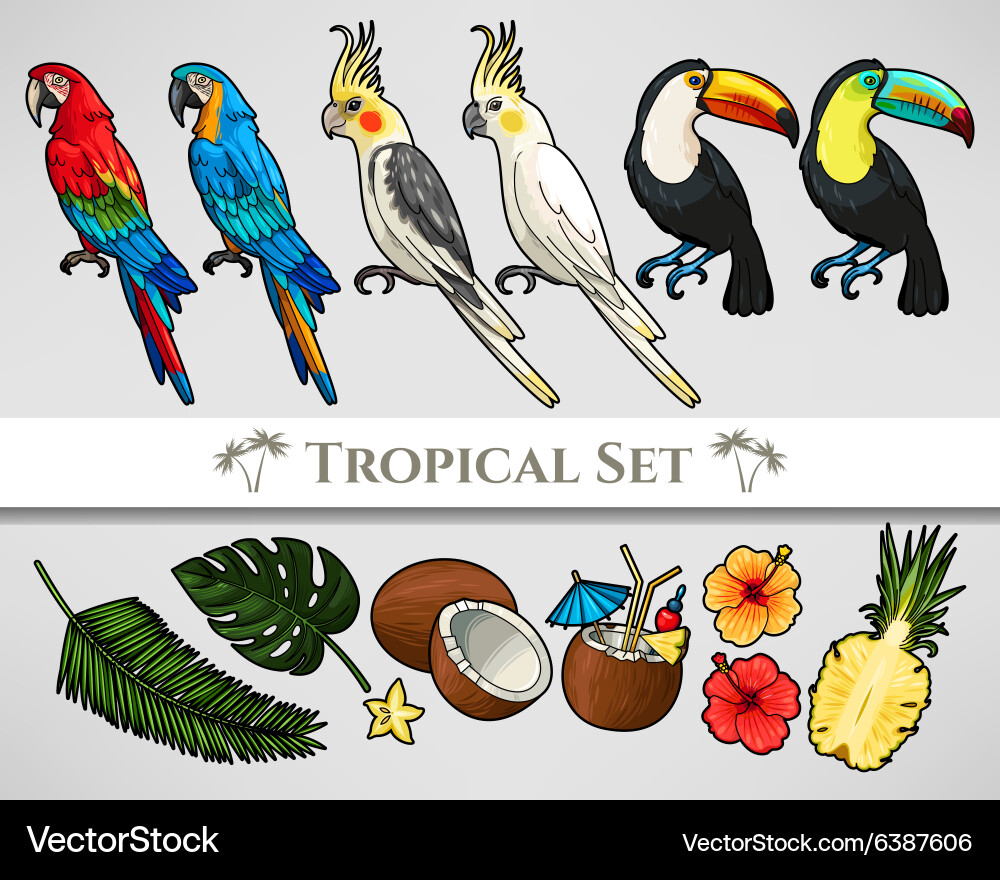 Tropical set Royalty Free Vector Image - VectorStock
