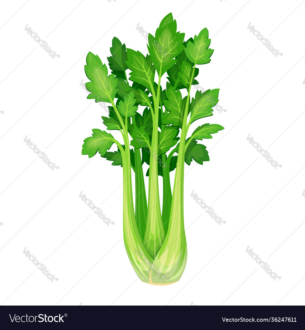 Celery vegetable icon Royalty Free Vector Image