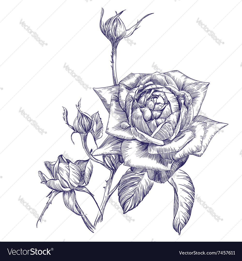 Rose branch hand drawn Royalty Free Vector Image