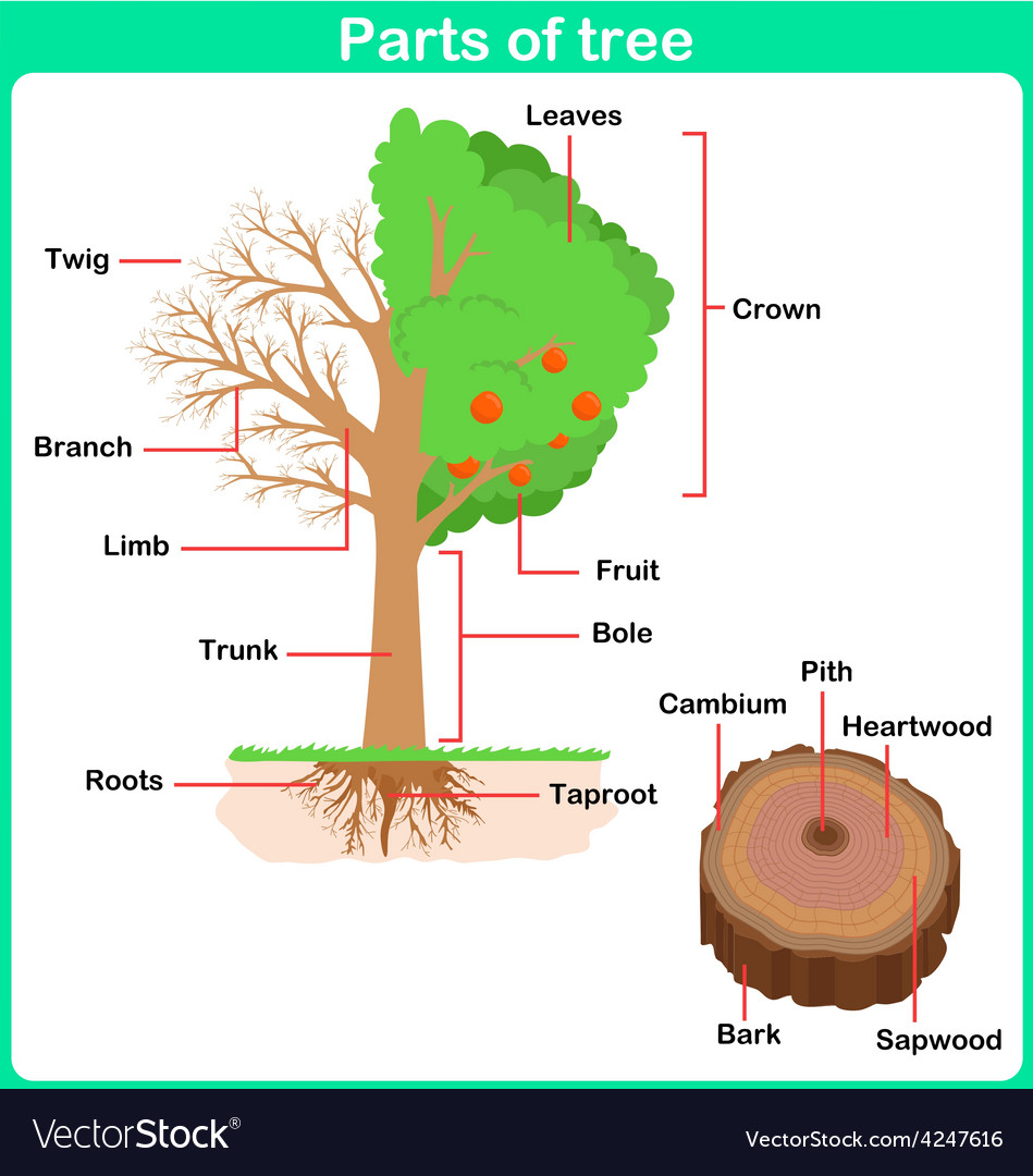 Leaning parts of tree for kids worksheet Vector Image With Regard To Parts Of A Tree Worksheet