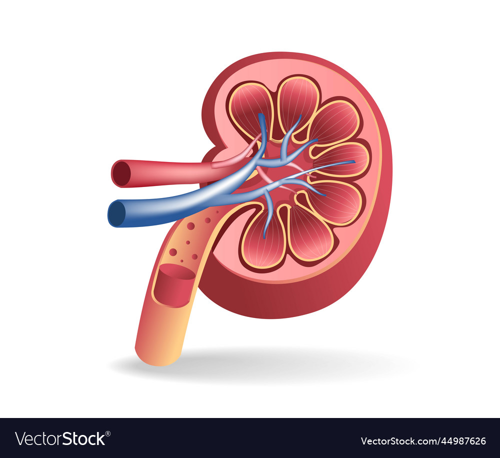 Isometric flat 3d of kidney tract anatomy cutout Vector Image