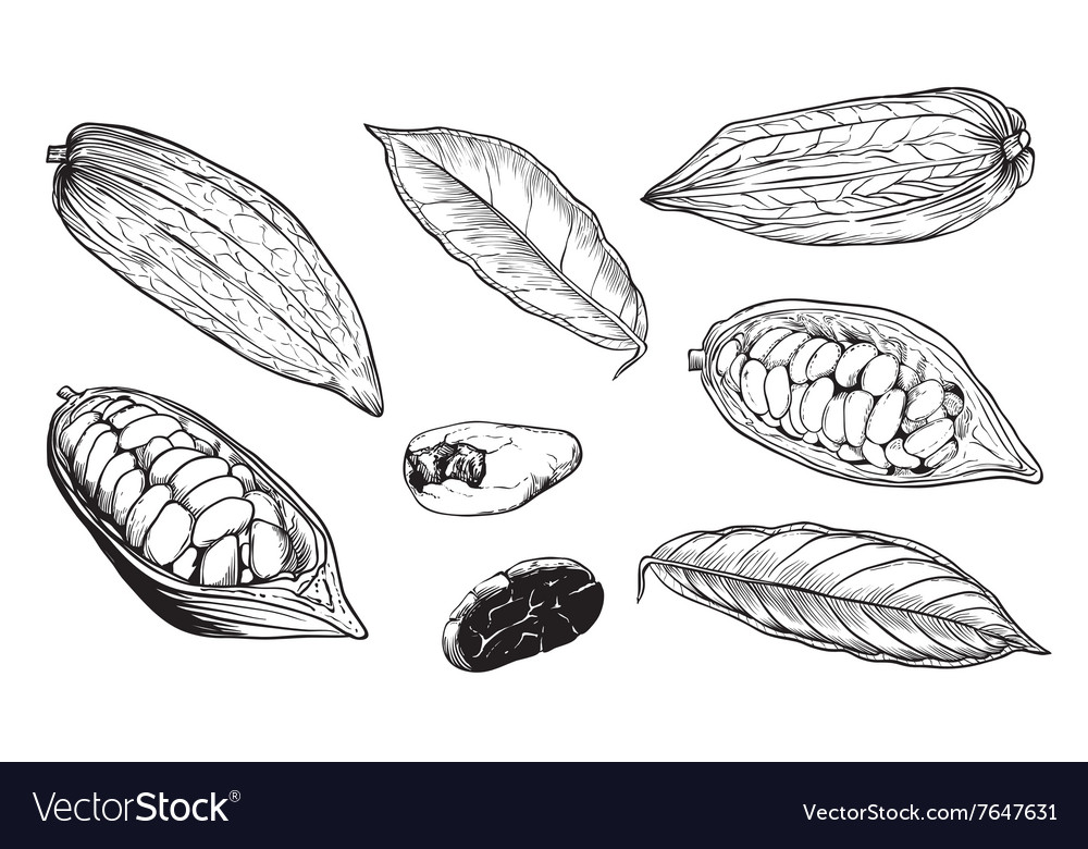 Isolated cocoa beans on white background