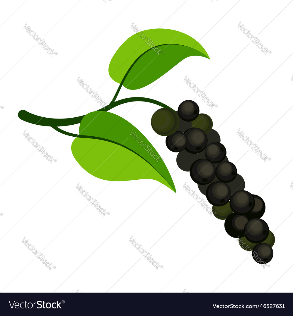Peppercorn on a branch Royalty Free Vector Image