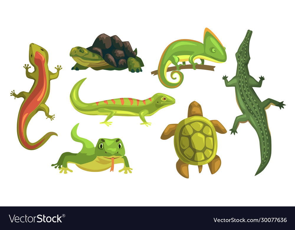 Amphibian animals collection turtle chameleon Vector Image