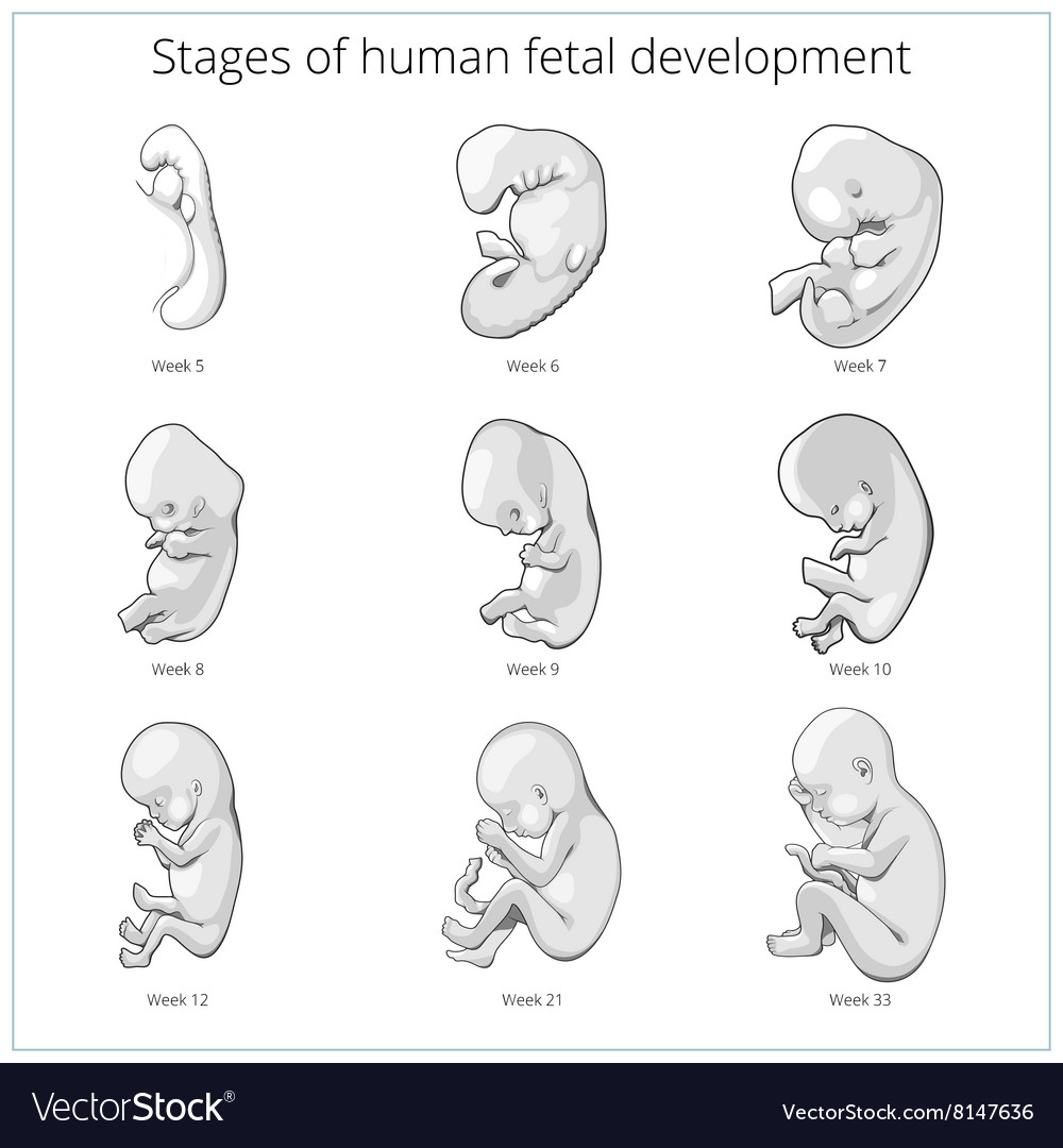 Stages Of Human Fetal Development Schematic Vector Image 