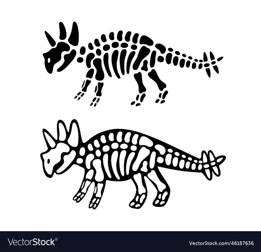 Triceratops bones and skull skeleton