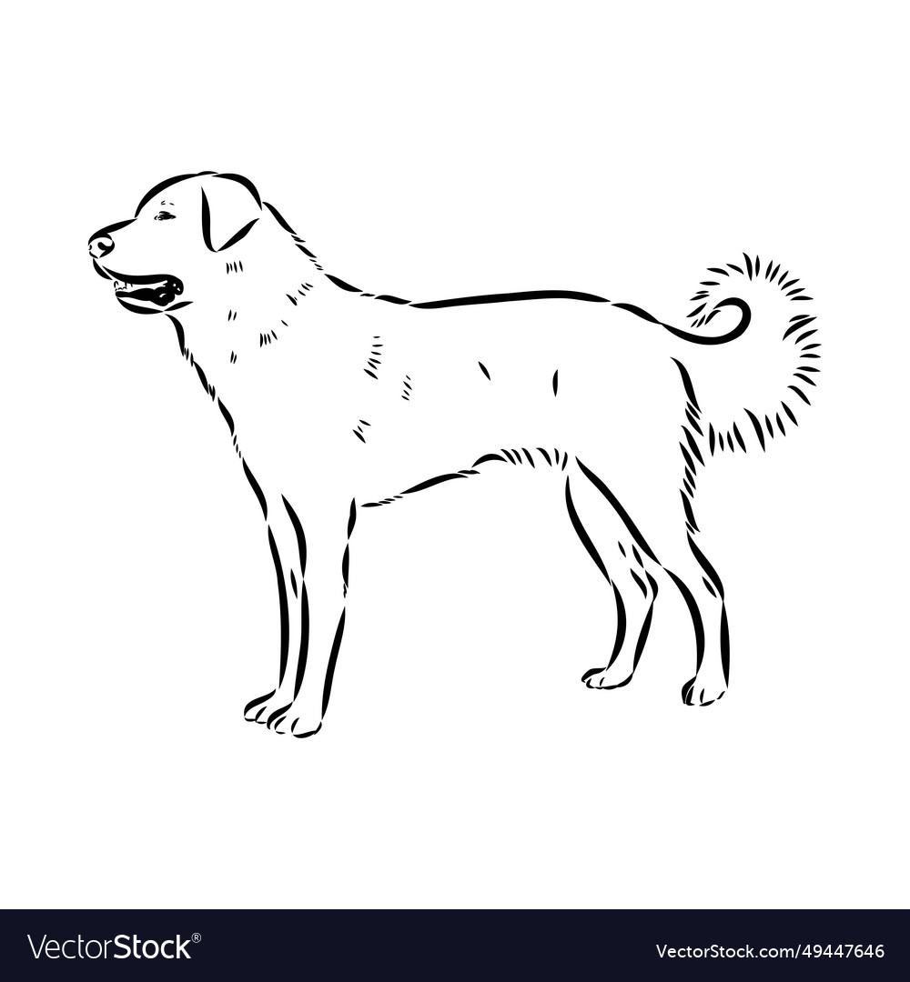 Akbash dog hand drawing isolated on white Vector Image