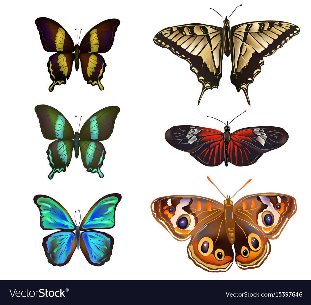 Collection various kinds butterflies Royalty Free Vector