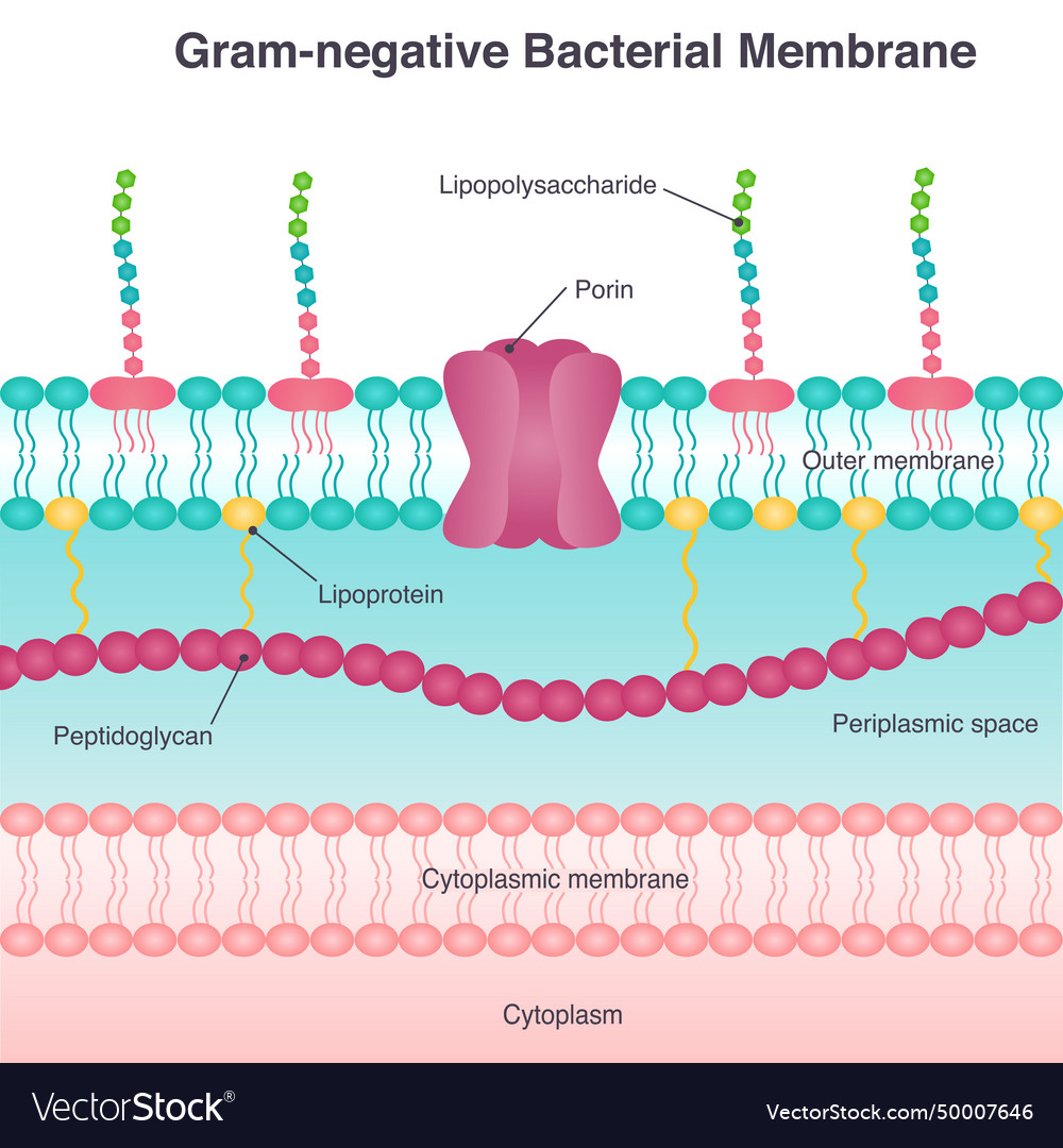 Gram-negative membrane Royalty Free Vector Image